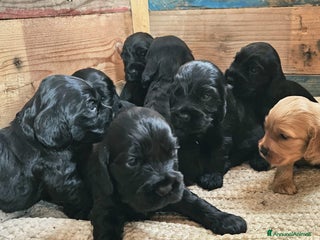 Cocker cani Disponibili cuccioli di cocker spaniel - Annuncio 26