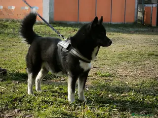 Husky cani Siberian Husky cuccioli con pedigree - Annuncio 1