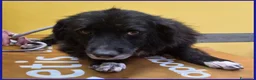 Meticcio cani in regalo: ERAORA dolcissima nonnina! - Annuncio 3
