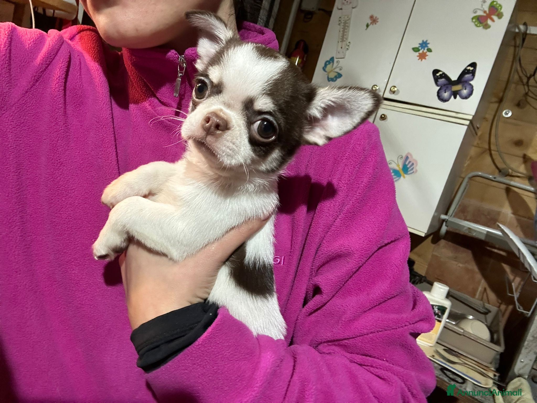 Chihuahua cani CHIHUAHUA PC maschio - Annuncio 2