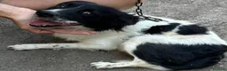 Meticcio cani in regalo: Scricciolo 8 kg, gioioso buono socievole - Annuncio 8