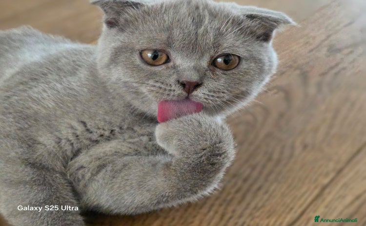 Scottish gatti a Provincia di Biella - Annuncio 1