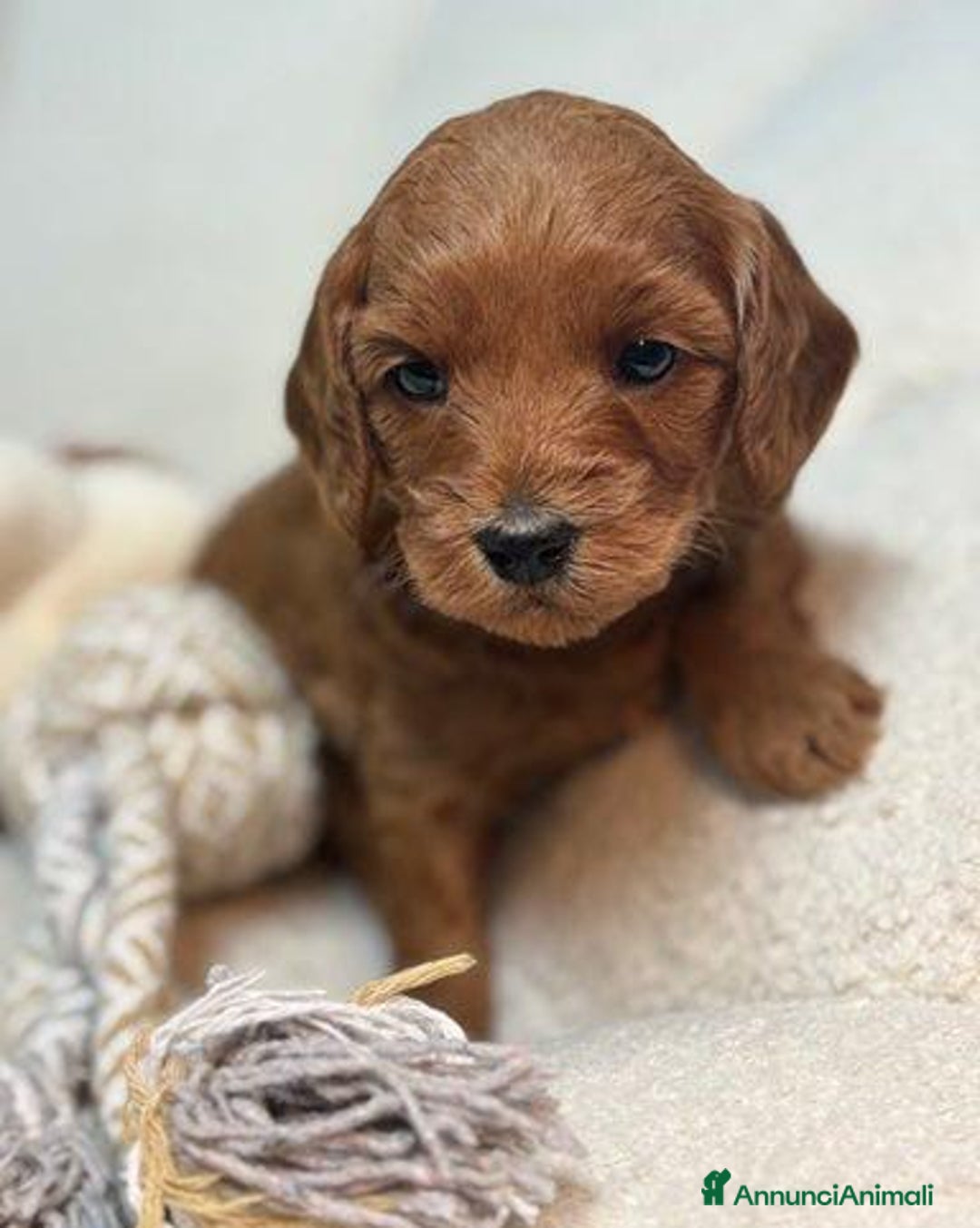 Meticcio cani in vendita: Cuccioli di Mini Goldendoodle F1BB - Annuncio 4