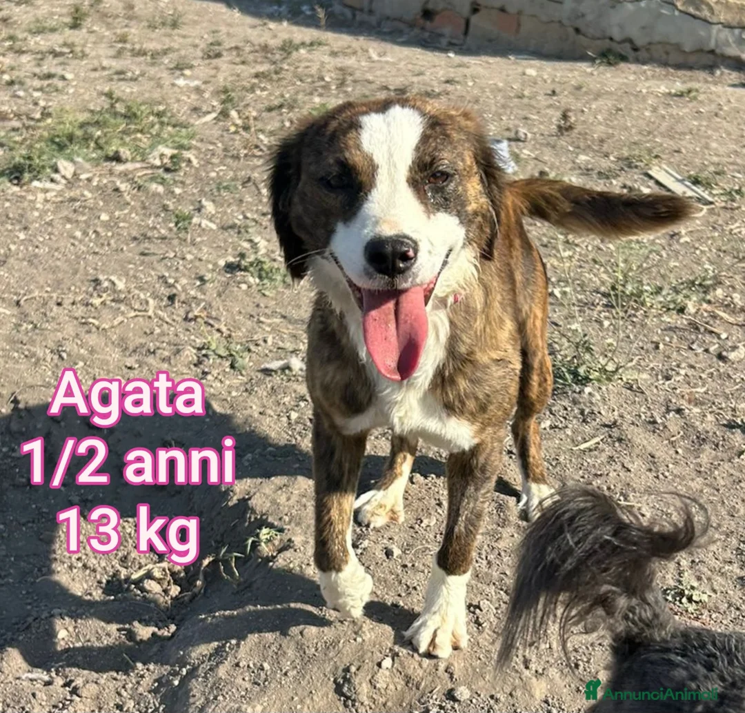 Meticcio cani in regalo: CANI TAGLIA PICCOLA E MEDIOPICCOLA  - Annuncio 11
