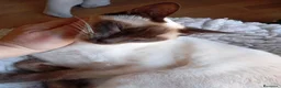 Thai gatti in vendita: Cuccioli Old Style Siamese, microchip e Pedigree a Provincia di Brescia - Annuncio 14
