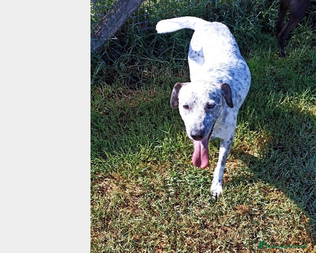 Meticcio cani in regalo: Celine, derivata pointer merita una casa a Latina - Annuncio 3