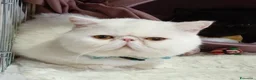Exotic Shorthair gatti in vendita: gatto exotic short hair - Annuncio 2