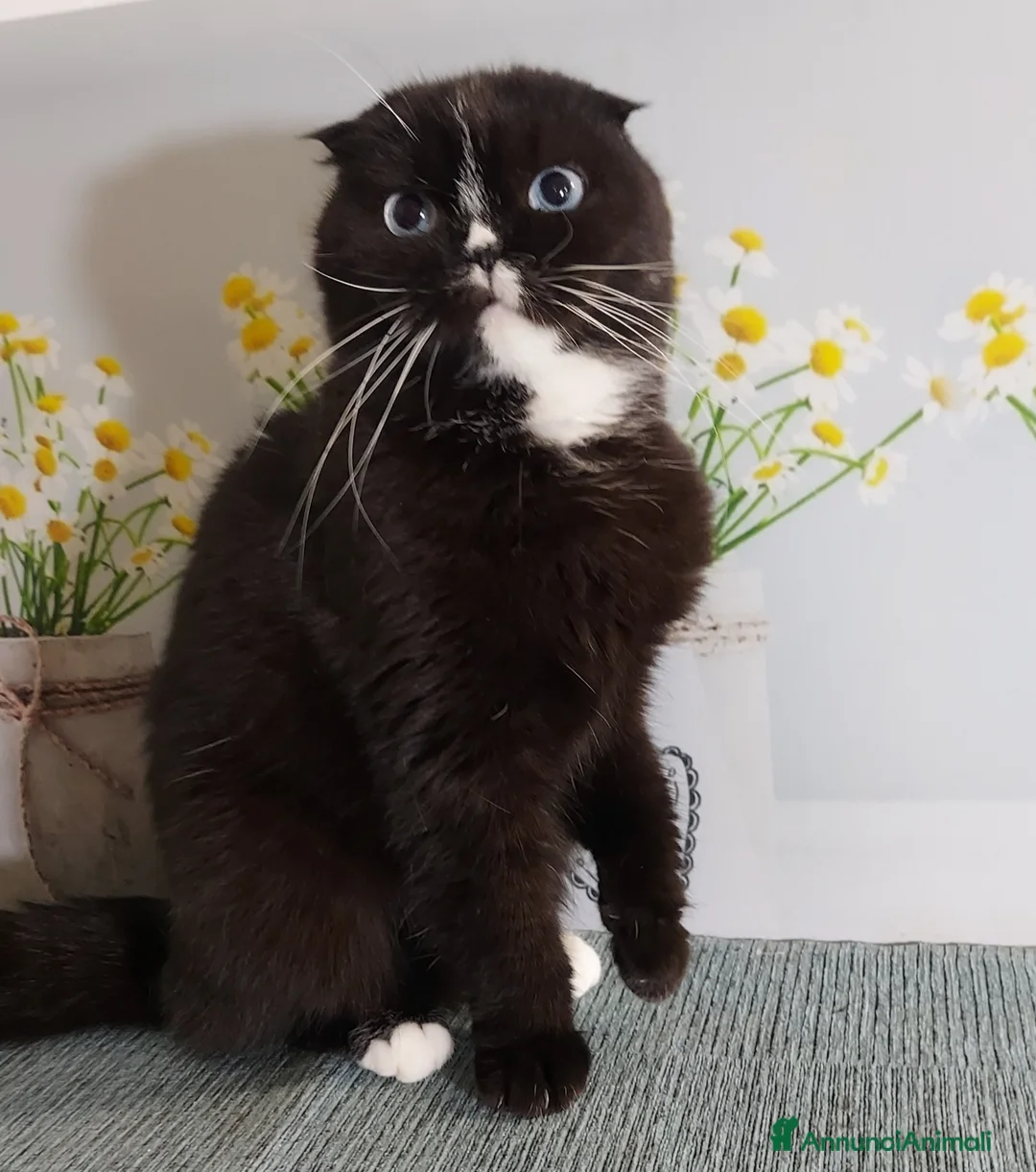 Scottish gatti in regalo: Scottish fold femmina in regalo  - Annuncio 2