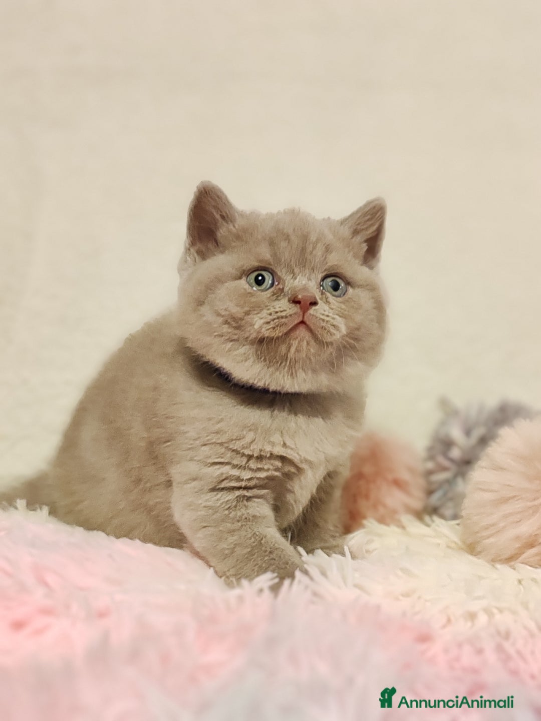 Scottish gatti in vendita: British S. straight femmina - Annuncio 4