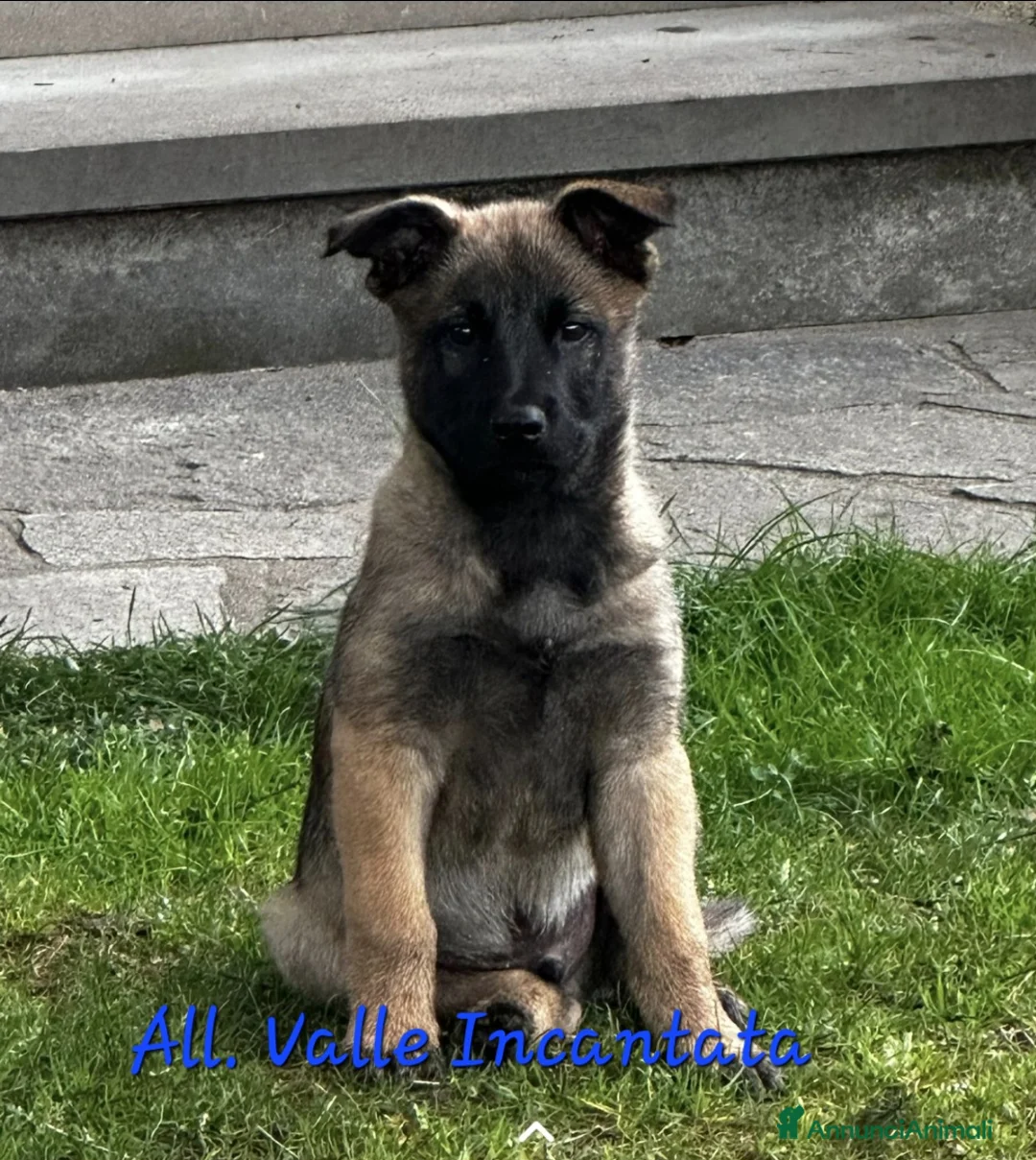 Pastore Belga cani in vendita: Allevamento enci Disponibili cuccioli di malinois  - Annuncio 4