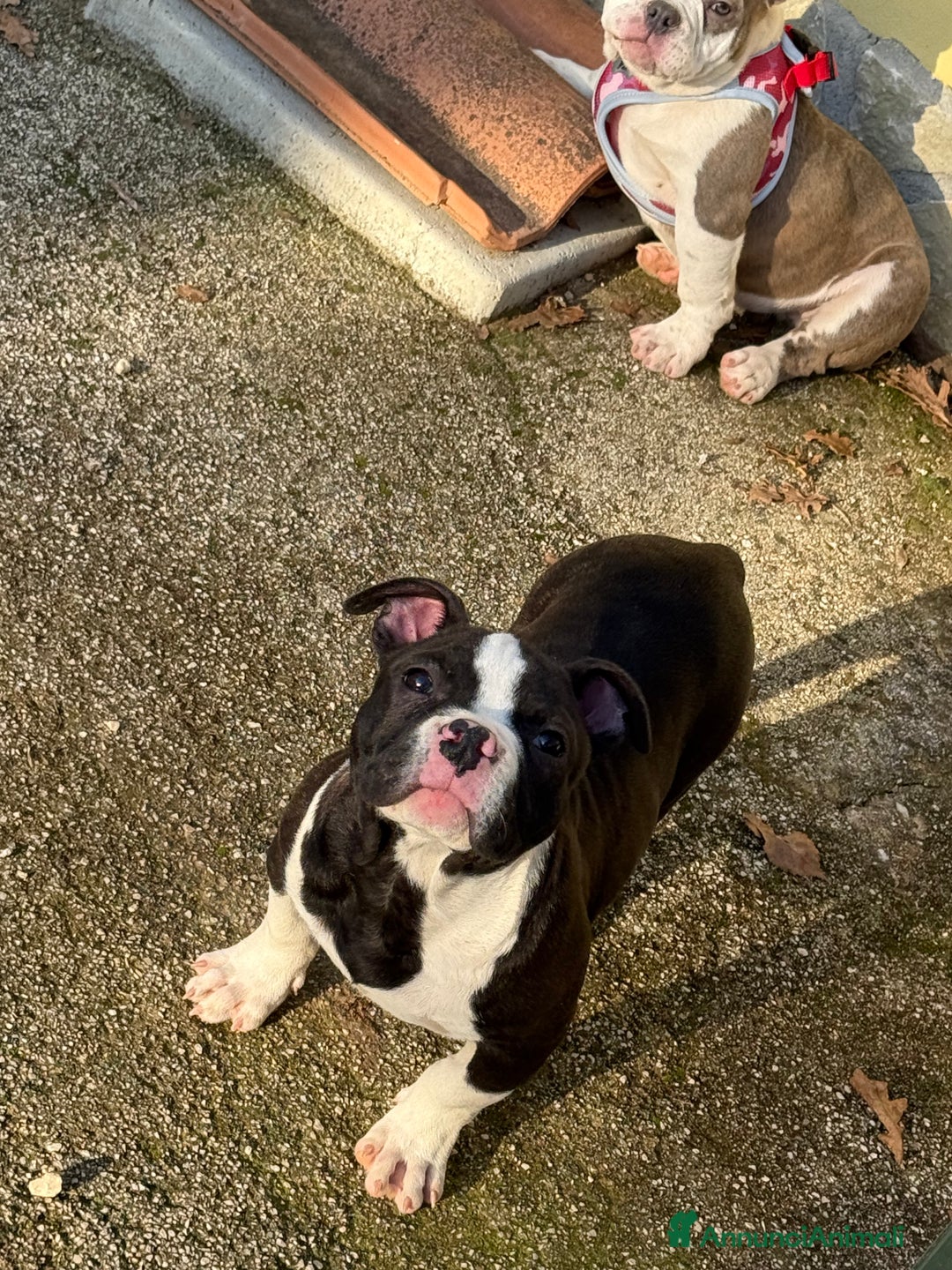 American Bully cani in vendita: Americabully - Annuncio 3