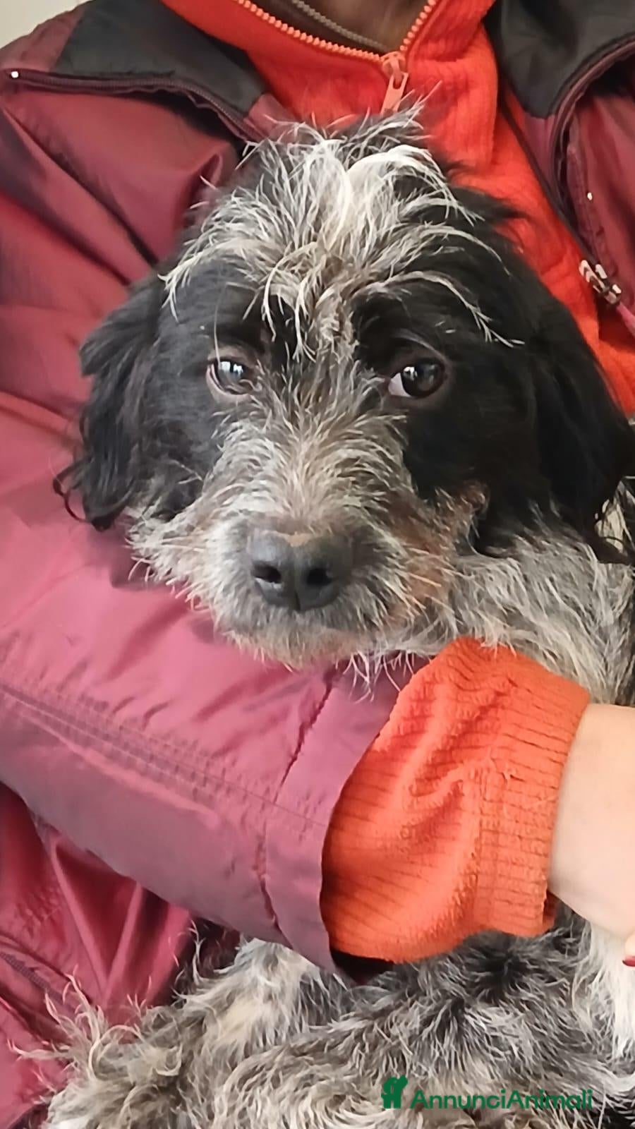 Meticcio cani IL DOLCE LIVIO HA BISOGNO DI UNA CASA, IN ADOZIONE - Annuncio 12