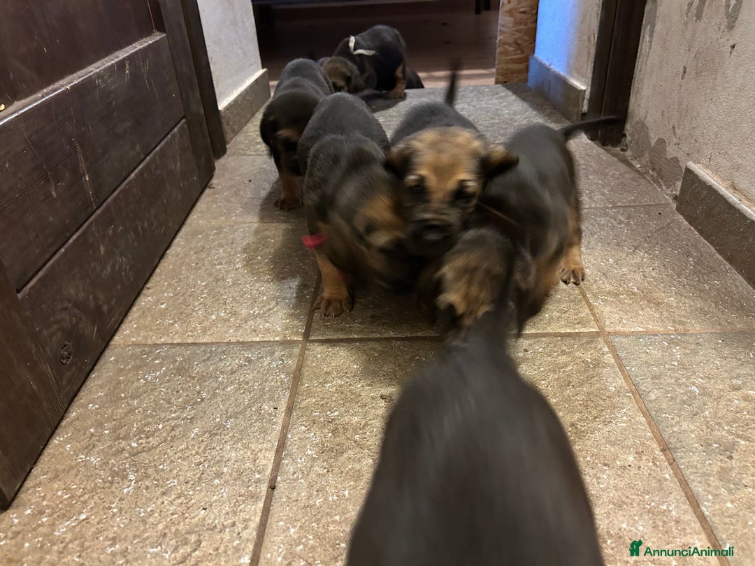 Bloodhound cani in vendita: Cuccioli Bloodhound-Chien de St. Hubert - Annuncio 4