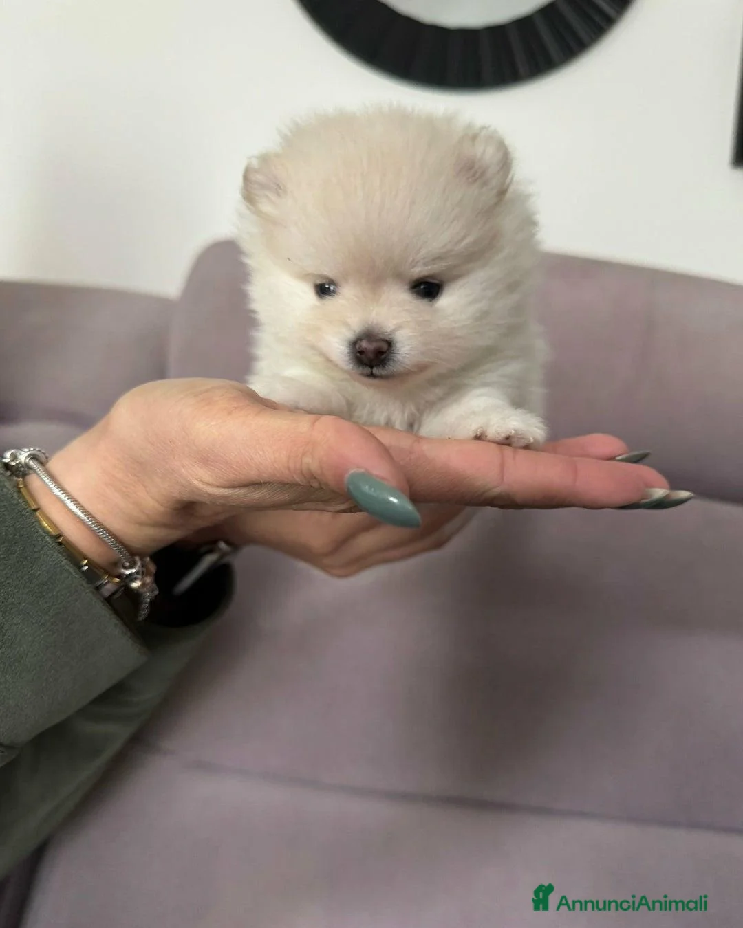 Volpino Pomerania cani in vendita: Cuccioli di Pomerania di alta qualità a Città metropolitana di Milano - Annuncio 5