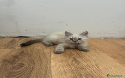 Siberiano gatti in vendita: cuccioli siberiani ipoallergenici  a Provincia di Arezzo - Immagine 2