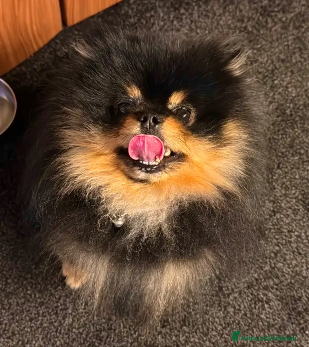 Volpino Pomerania cani per accoppiamento: Spitz pomerania black&tan  a Provincia di Mantova - Annuncio 6