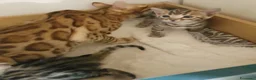 Bengala gatti in vendita: Gattini Bengala bellissimi - Annuncio 9