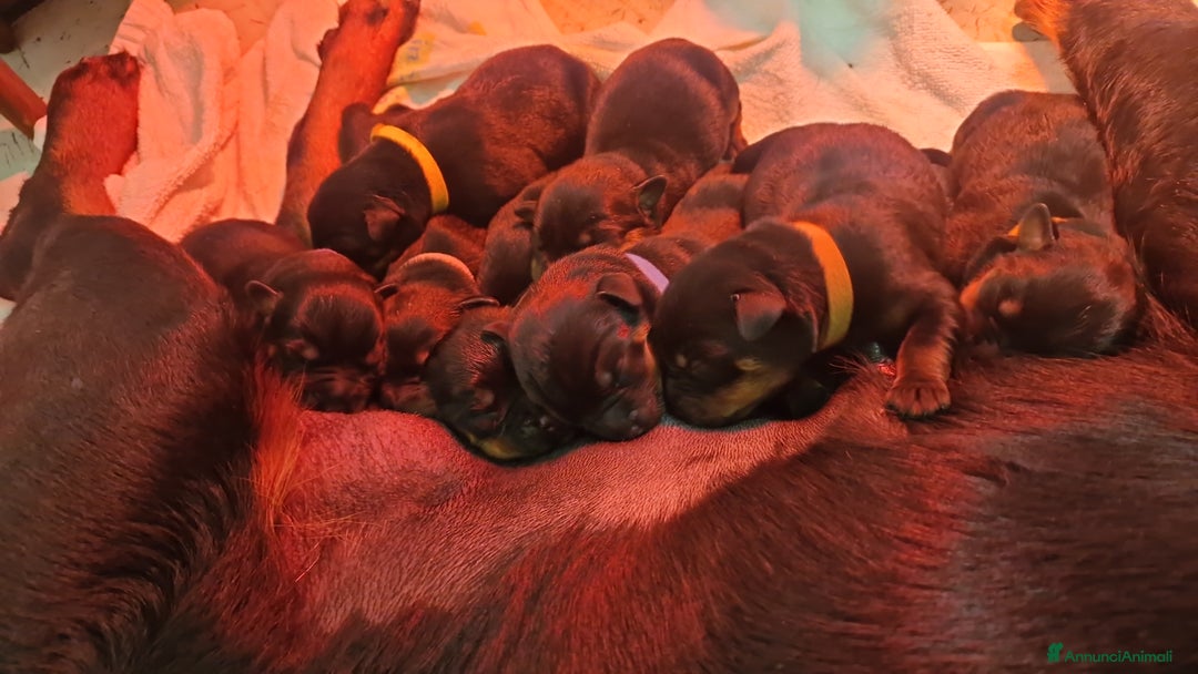 Rottweiler cani in vendita: Cuccioli Disponibili Allevamento Rottweiler  - Annuncio 3