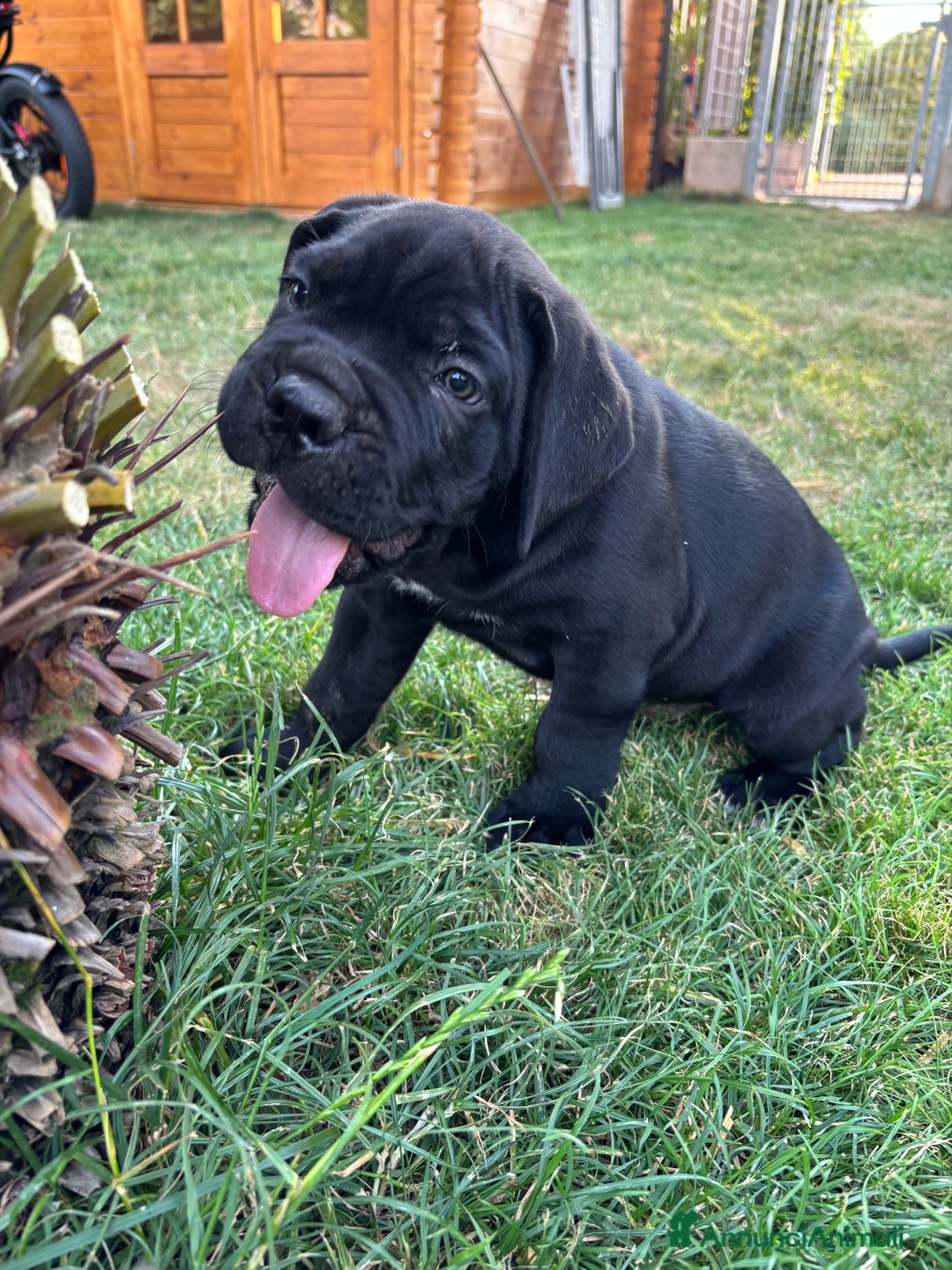 Cane Corso cani in vendita: Cuccioli cane corso a Provincia di Verona - Immagine 2