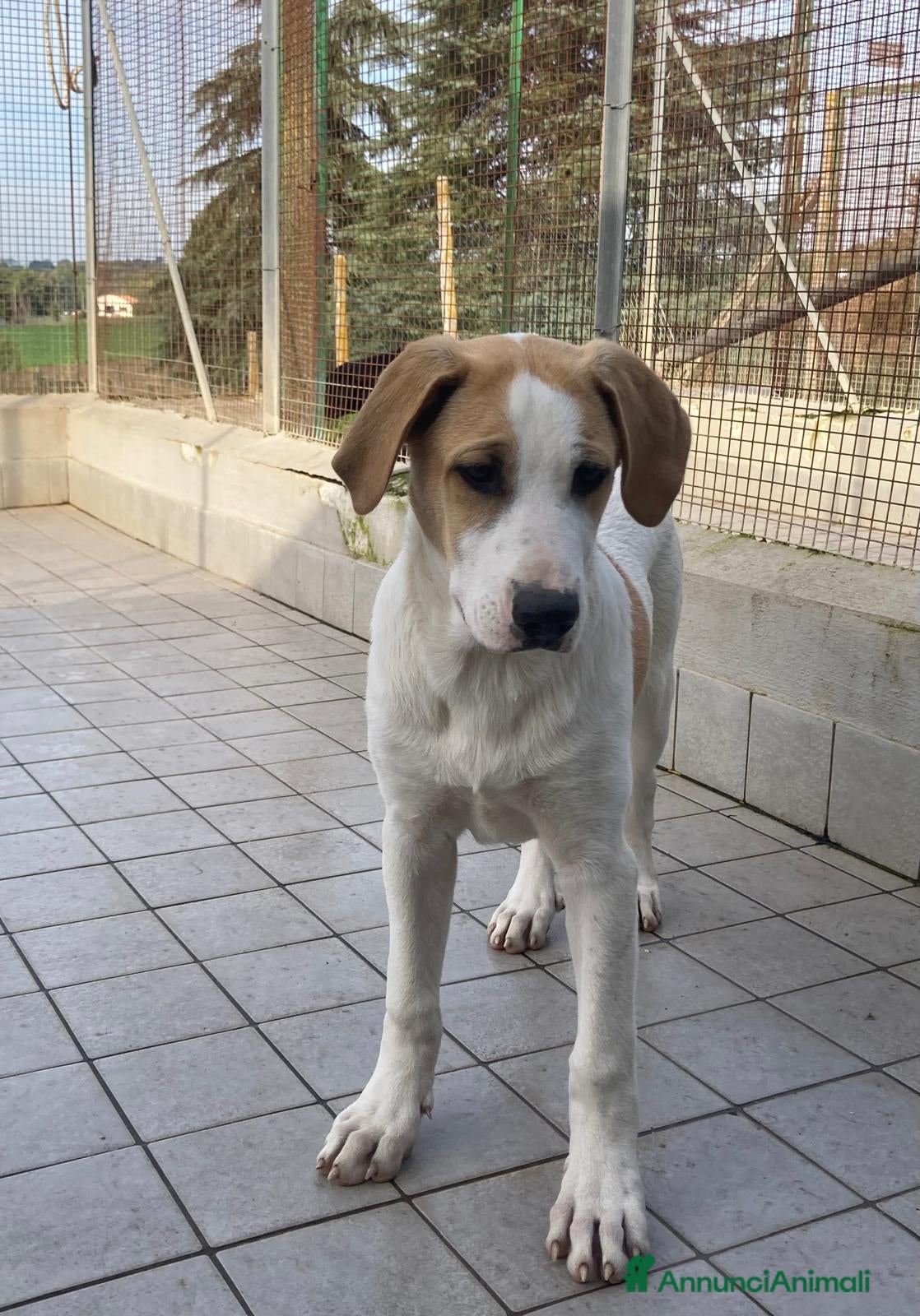 Altre razze cani Cloe, dolcissima cucciolotta cerca casa  a Città metropolitana di Roma Capitale - Annuncio 19