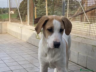 Altre razze cani Cloe, dolcissima cucciolotta cerca casa a Città metropolitana di Roma Capitale - Annuncio 10