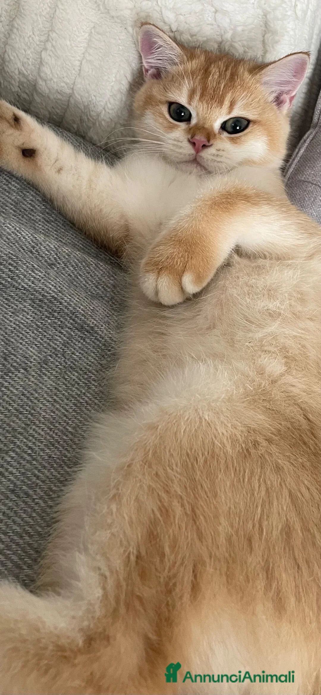 British gatti in vendita: Cucciolo British Shorthair N12 - Annuncio 2