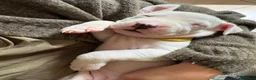 Dogo Argentino cani in vendita: CUCCIOLI DOGO ARGENTINO  - Annuncio 3