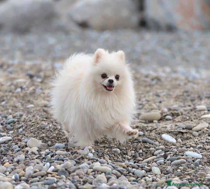 Volpino Pomerania cani Pomerania - Annuncio 3