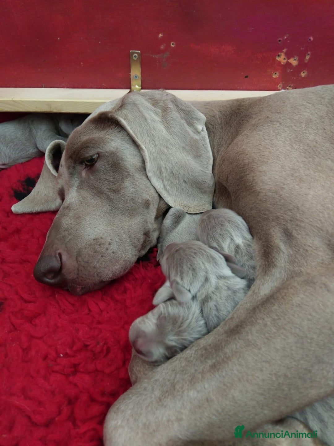 Weimaraner cani in vendita: Cuccioli di Weimaraner - Immagine 2