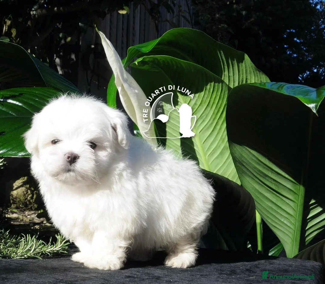 Maltese cani in vendita: Maltese Mini Toy Allevamento Master ENCI - Annuncio 2