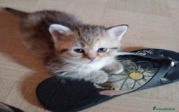Scottish gatti in vendita: Gattini Scottish Straight  a Provincia di Modena - Immagine 29
