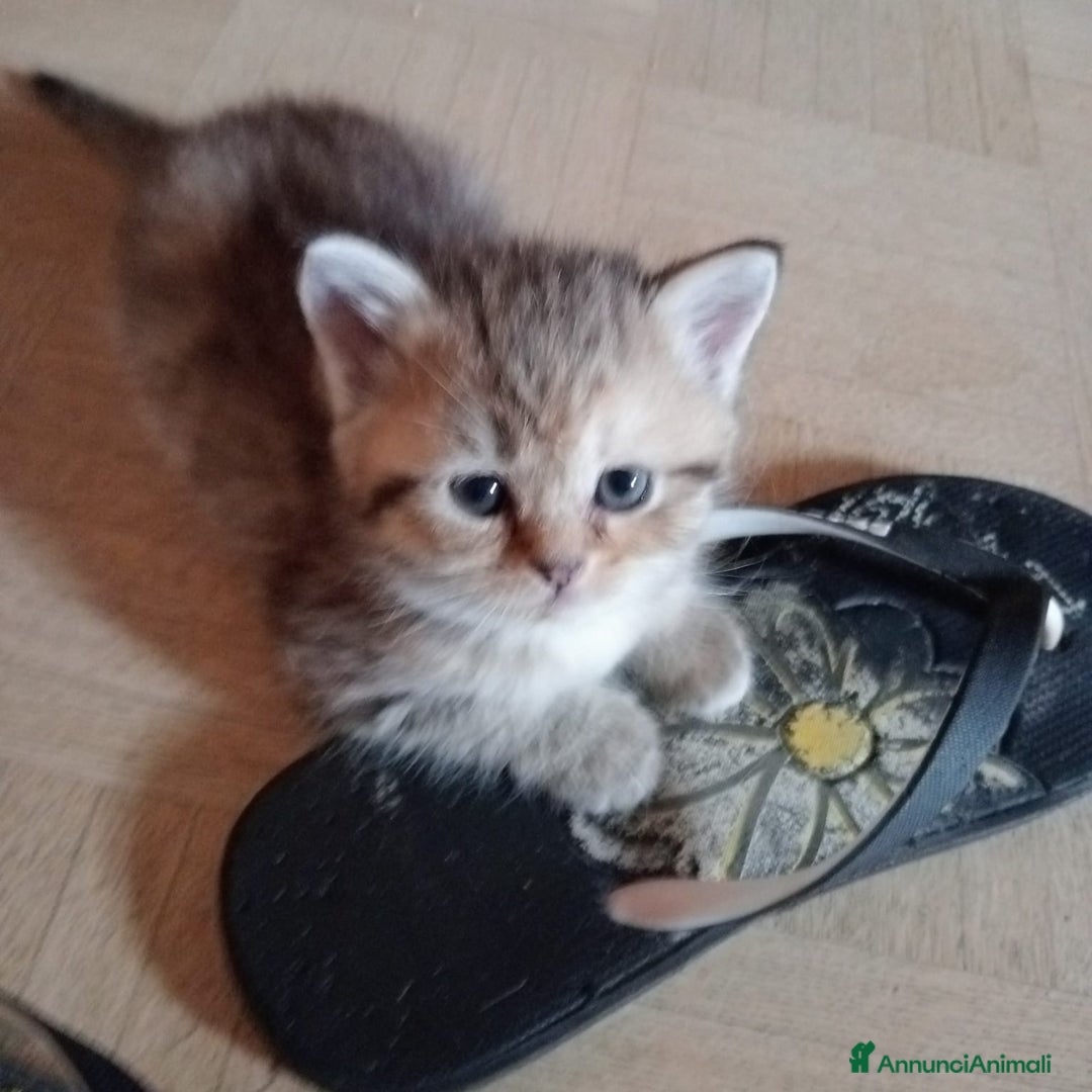 Scottish gatti in vendita: Gattini Scottish Straight  a Provincia di Modena - Immagine 29
