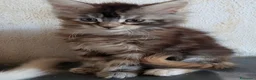 Maine Coon gatti in vendita: Maine coon cucciole Tortie,Red, White - Annuncio 11