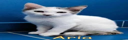 Europeo gatti in regalo: ARIA DOLCE GATTINA DI DUE MESI a Città metropolitana di Roma Capitale - Annuncio 1