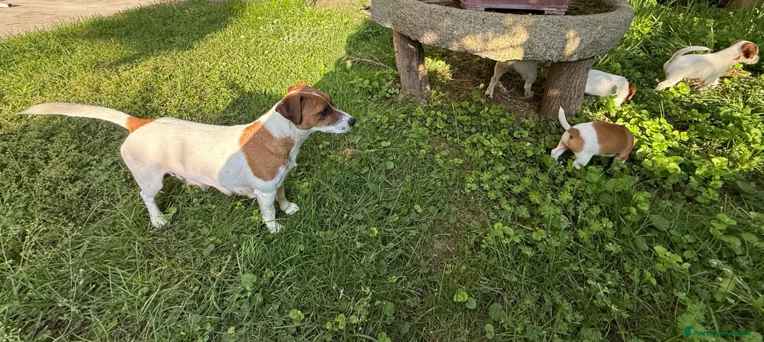 Jack Russell cani in vendita: Cucciolo Maschio Jack Russell terrier pelo liscio a Provincia di Pavia - Annuncio 19