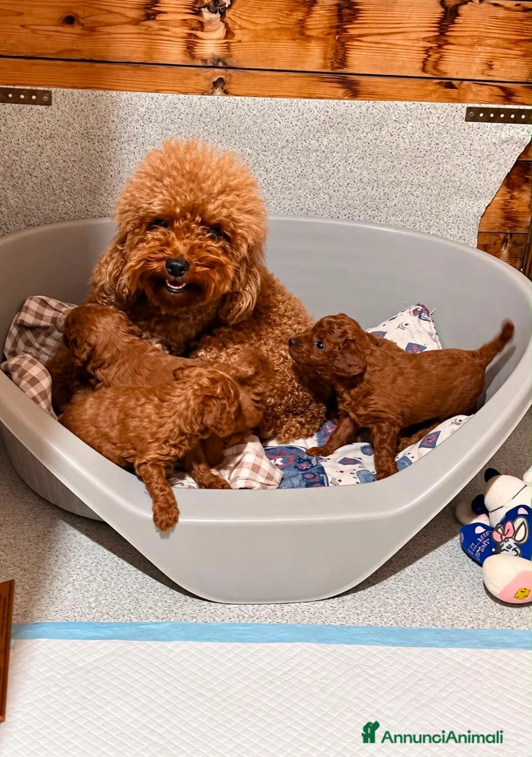 Barboncino cani in vendita: Bellissimi Cuccioli Di Barboncino Albicocca - Annuncio 2