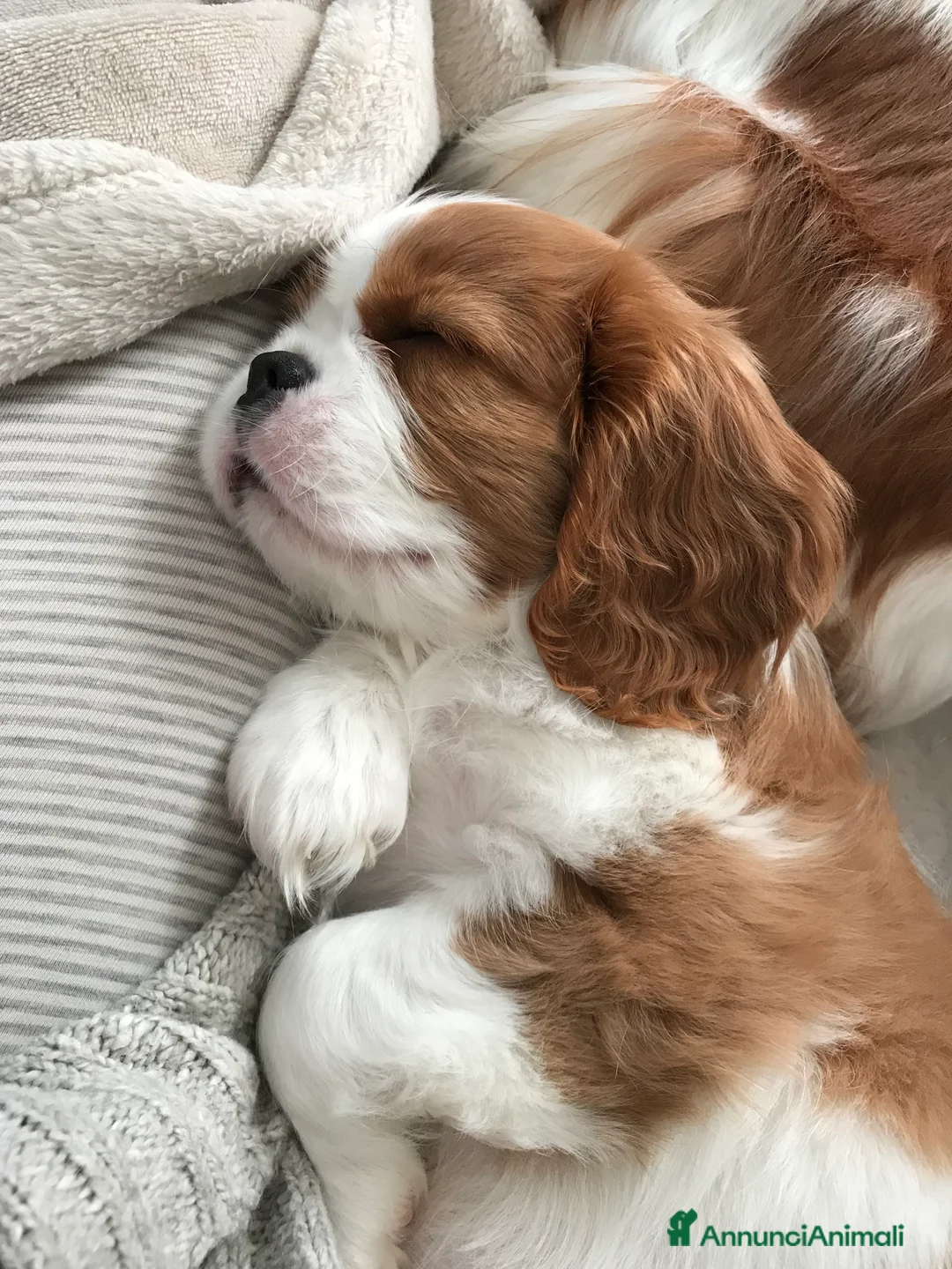 Immagine della galleria {{count}}