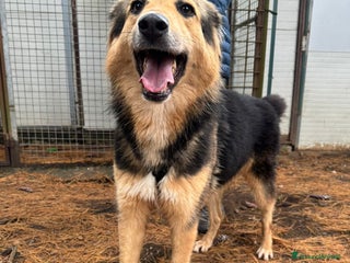 Meticcio cani Splendido meticcio Milou a Città metropolitana di Milano - Annuncio 4