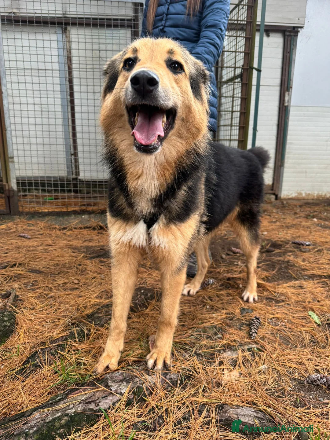Meticcio cani in regalo: Splendido meticcio Milou a Città metropolitana di Milano - Annuncio 1