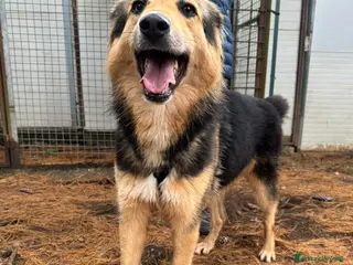 Meticcio cani Splendido meticcio Milou a Città metropolitana di Milano - Annuncio 25