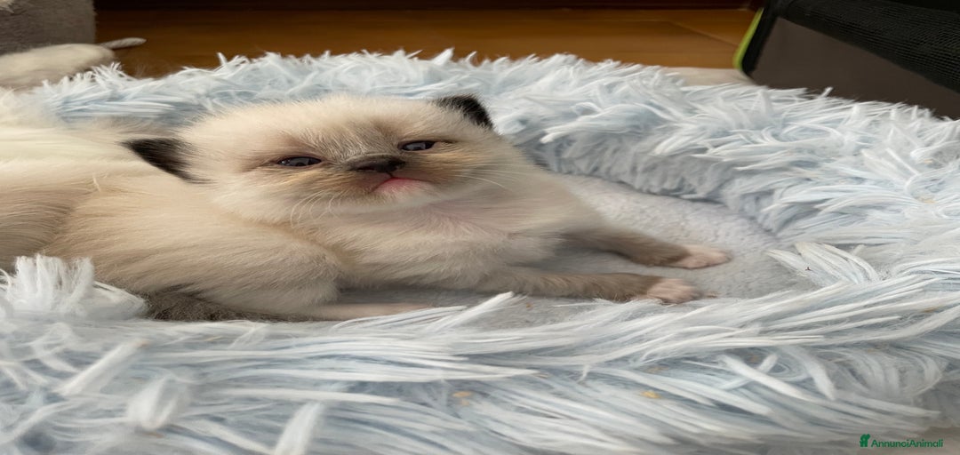 Immagine della galleria {{count}}