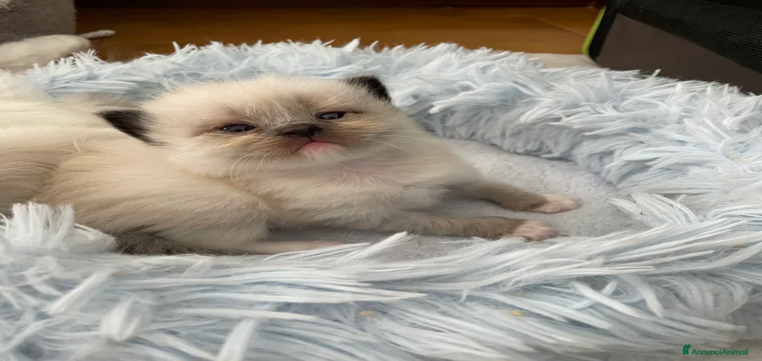 Immagine della galleria {{count}}