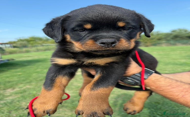 Rottweiler cani - Annuncio 3
