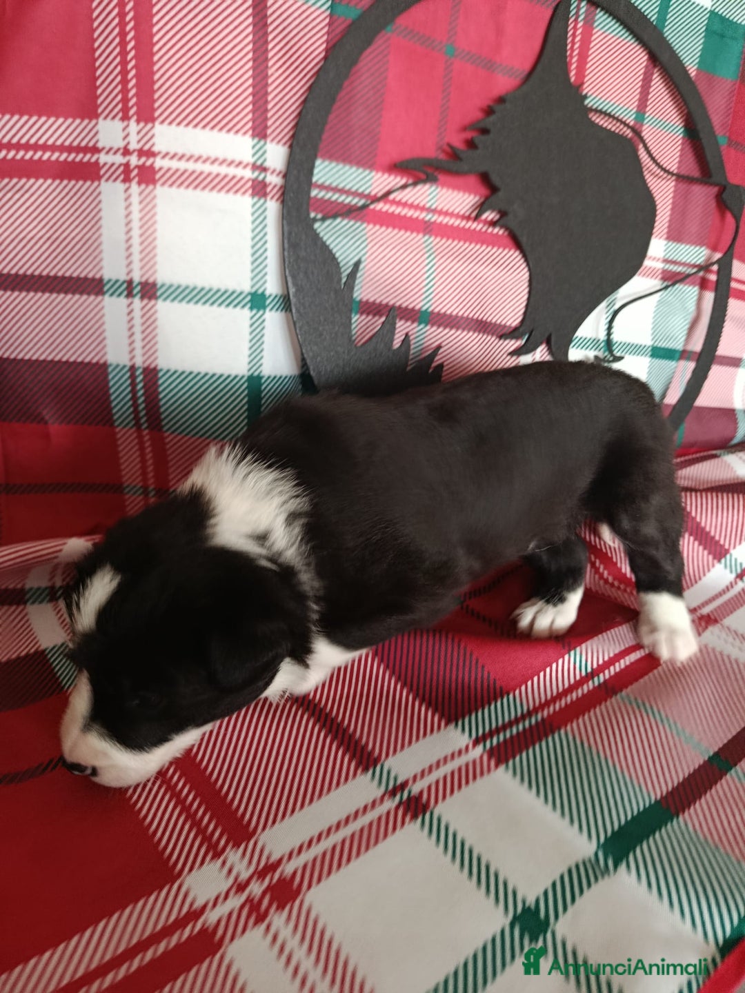 Border Collie cani in vendita: cuccioli border collie  - Annuncio 25