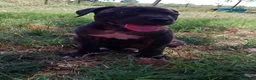 Cane Corso cani in vendita: Cuccioli di Cane Corso - Annuncio 16