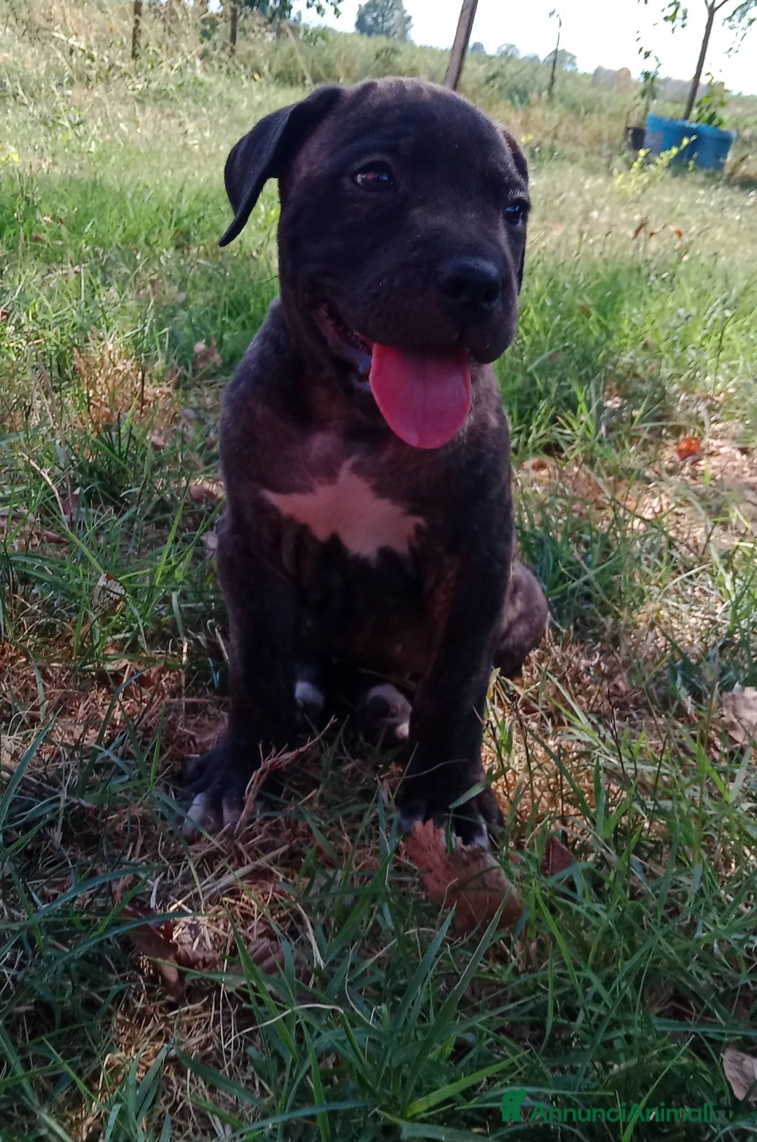 Cane Corso cani in vendita: Cuccioli di Cane Corso - Annuncio 16