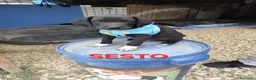 Meticcio cani in regalo: CUCCIOLI 2 mesi taglia media - Annuncio 25
