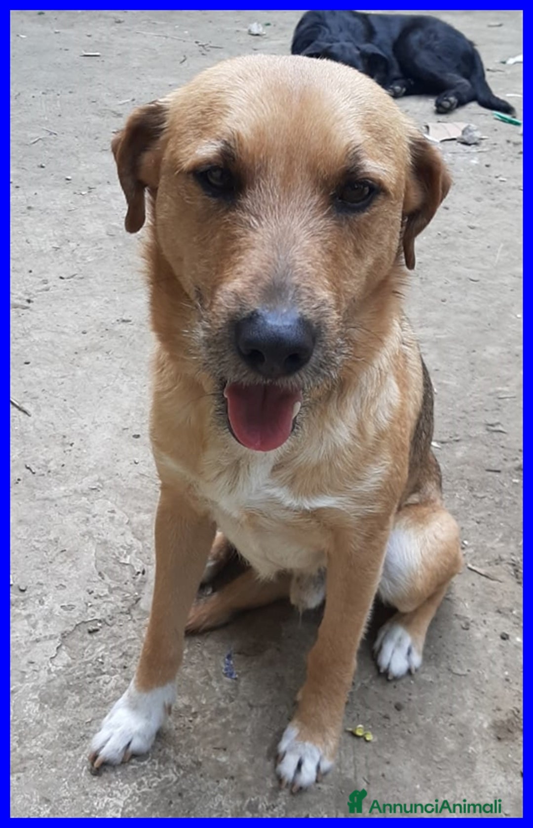 Meticcio cani in regalo: GULLIVER 7anni simpatico e bravo con tutti! 15kg - Annuncio 1