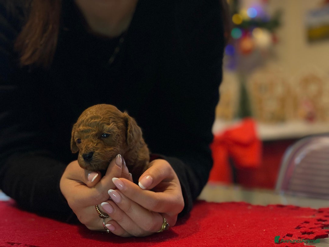 Barboncino Toy cani in vendita: Bellissimi barboncini toy Red/fulvo - Annuncio 2