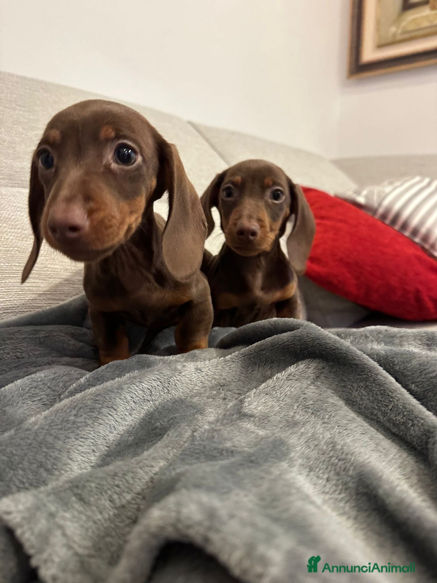 Bassotto cani cuccioli di Bassotto nano chocolate - Annuncio 1